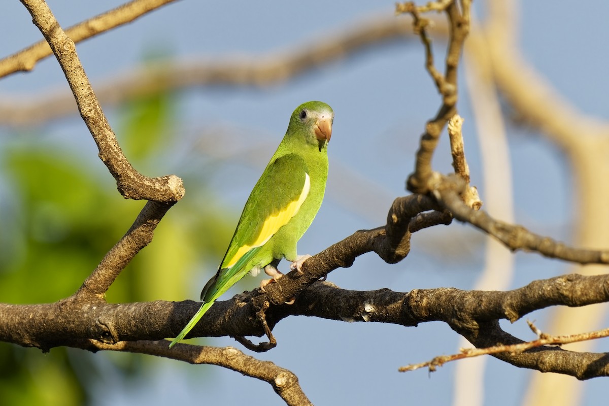 White-winged Parakeet - Holger Teichmann