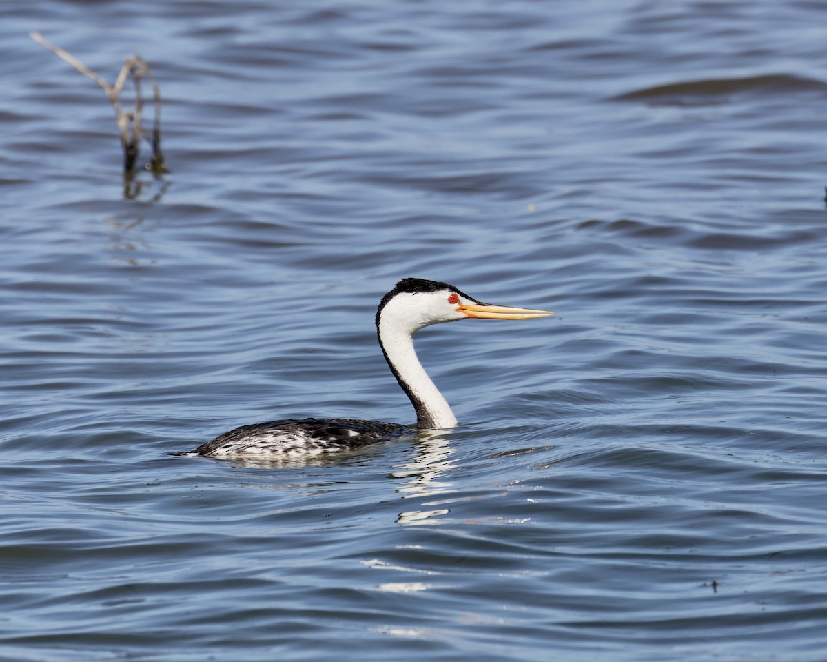 Clark's Grebe - ML616459982