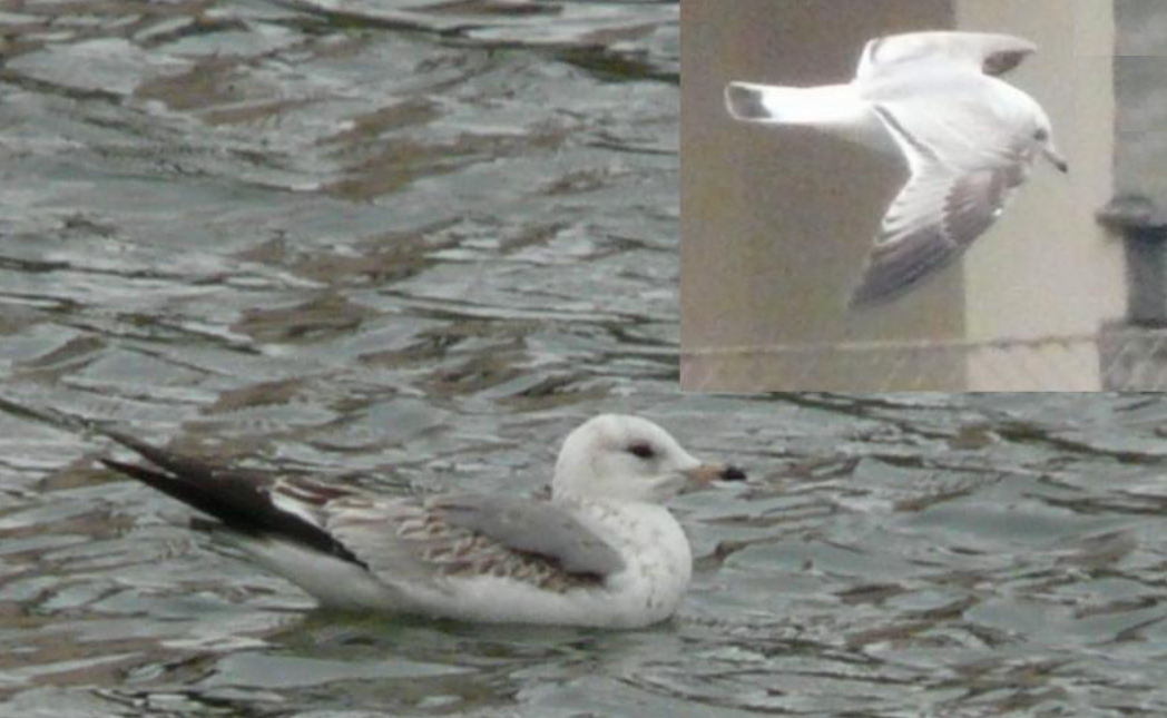 Common Gull - Jiří Šafránek