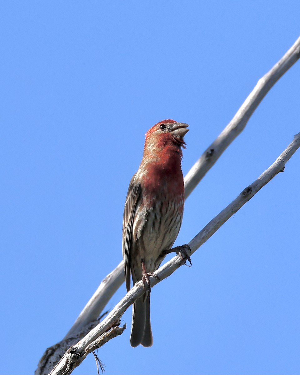 House Finch - ML616460054