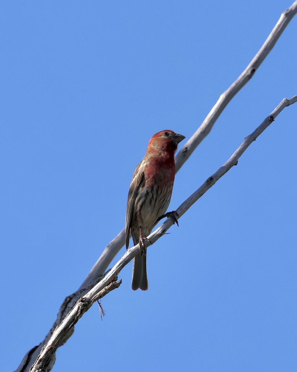 House Finch - ML616460055