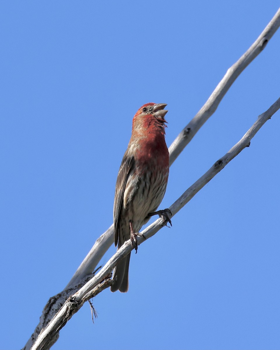 House Finch - ML616460056