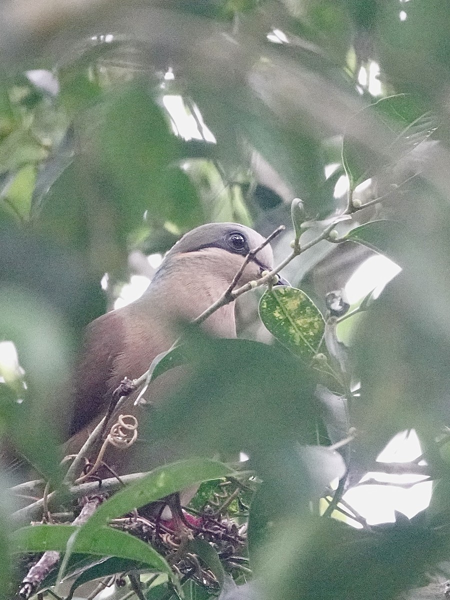 White-eared Brown-Dove - ML616460057