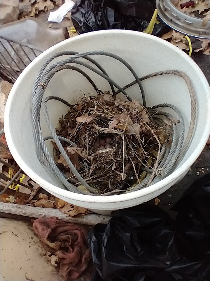 Carolina Wren - ML616460072