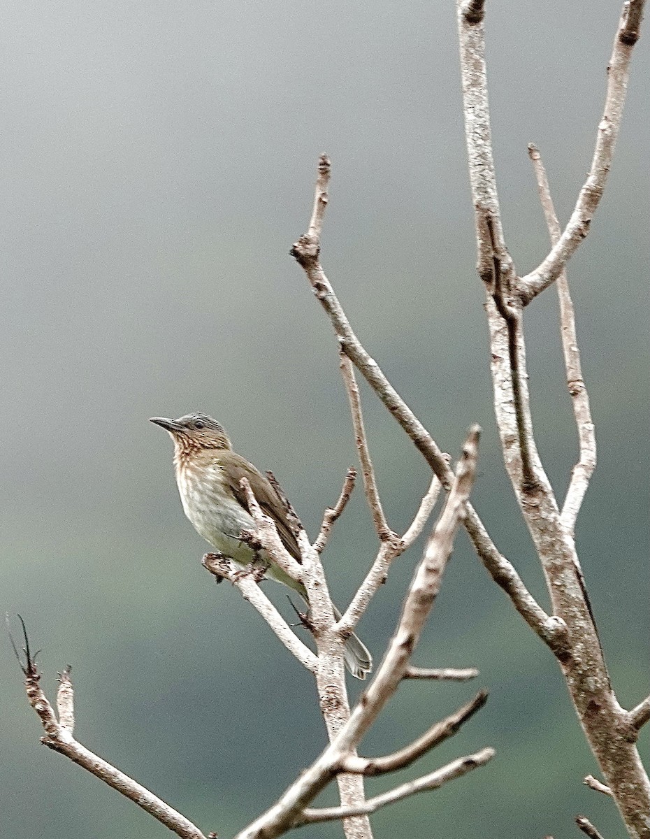 Bulbul de Guimaras - ML616460082