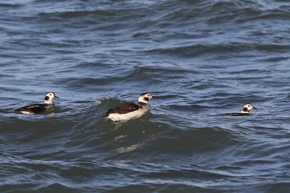 Long-tailed Duck - ML616460117