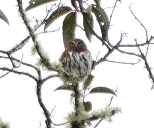 Yungas Pygmy-Owl - Peter Blancher