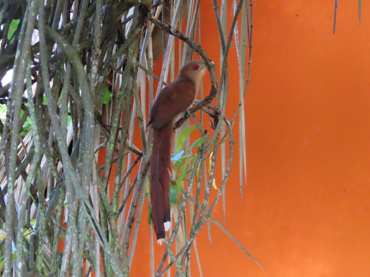 Squirrel Cuckoo - ML616460155