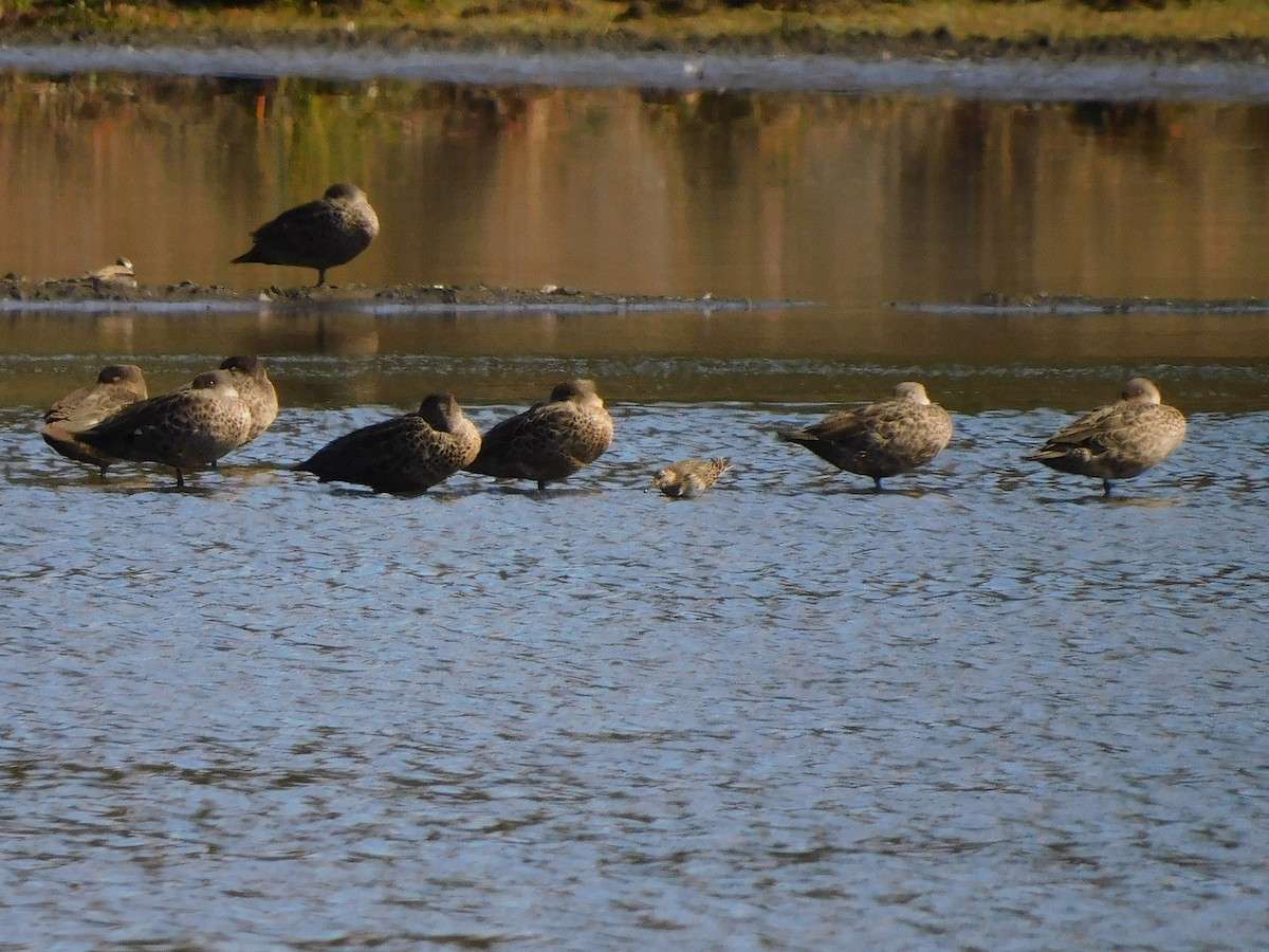 Graubrust-Strandläufer - ML616460195