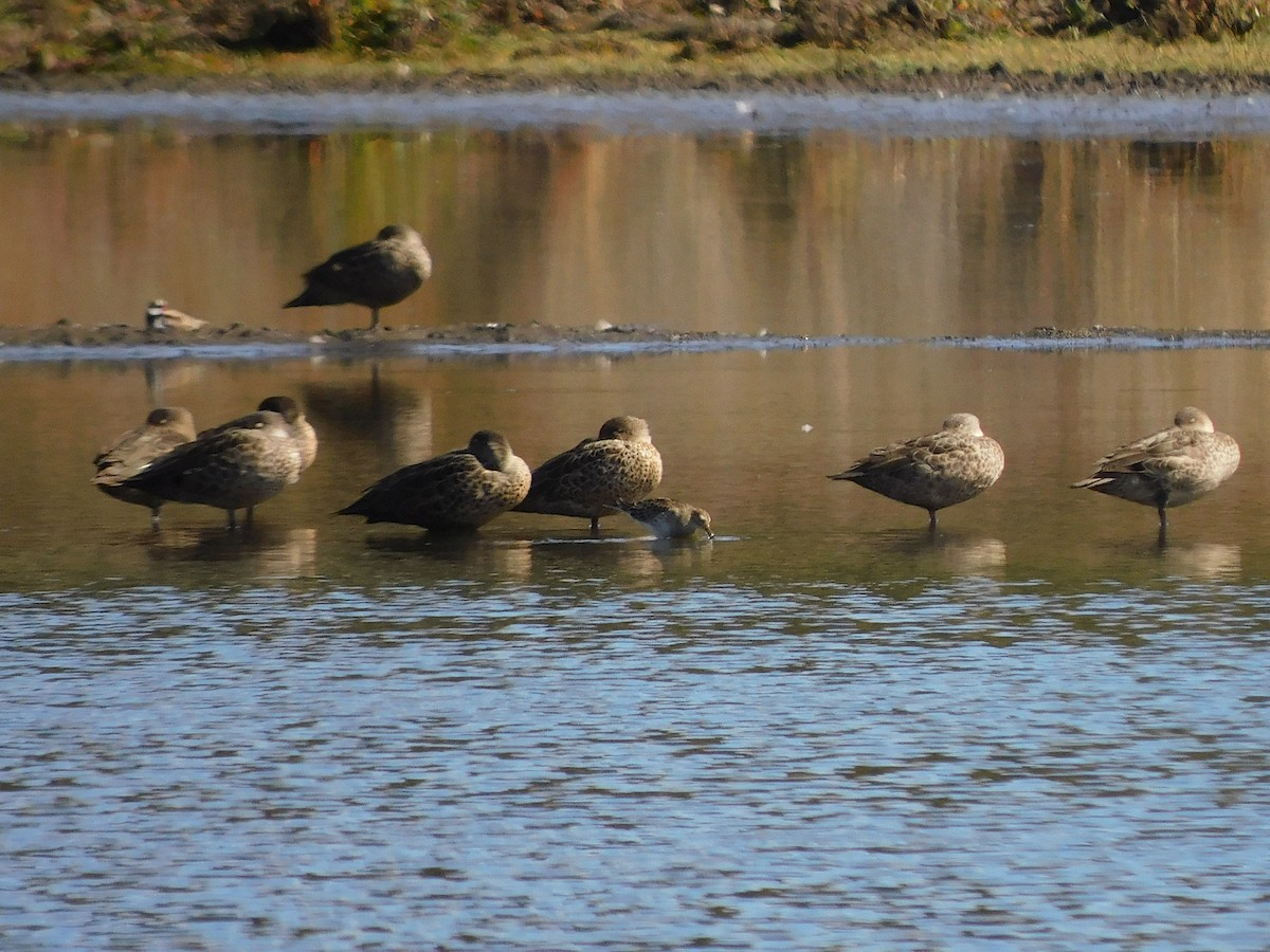 Pectoral Sandpiper - ML616460202