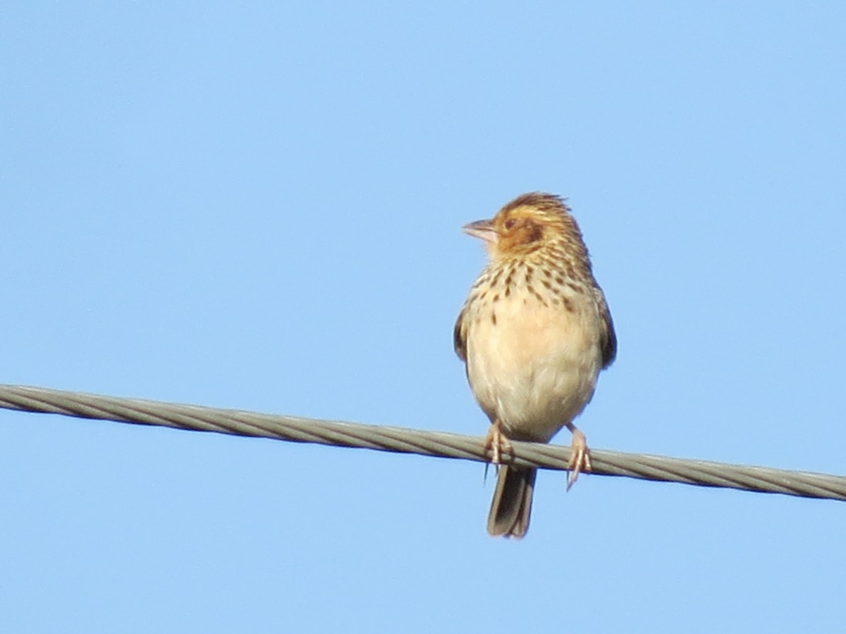 Burmese Bushlark - ML616460260