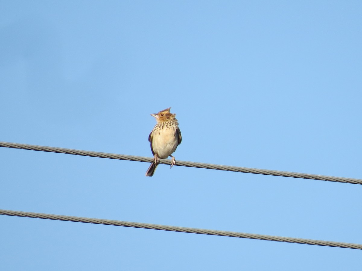 Burmese Bushlark - Mick Mellor