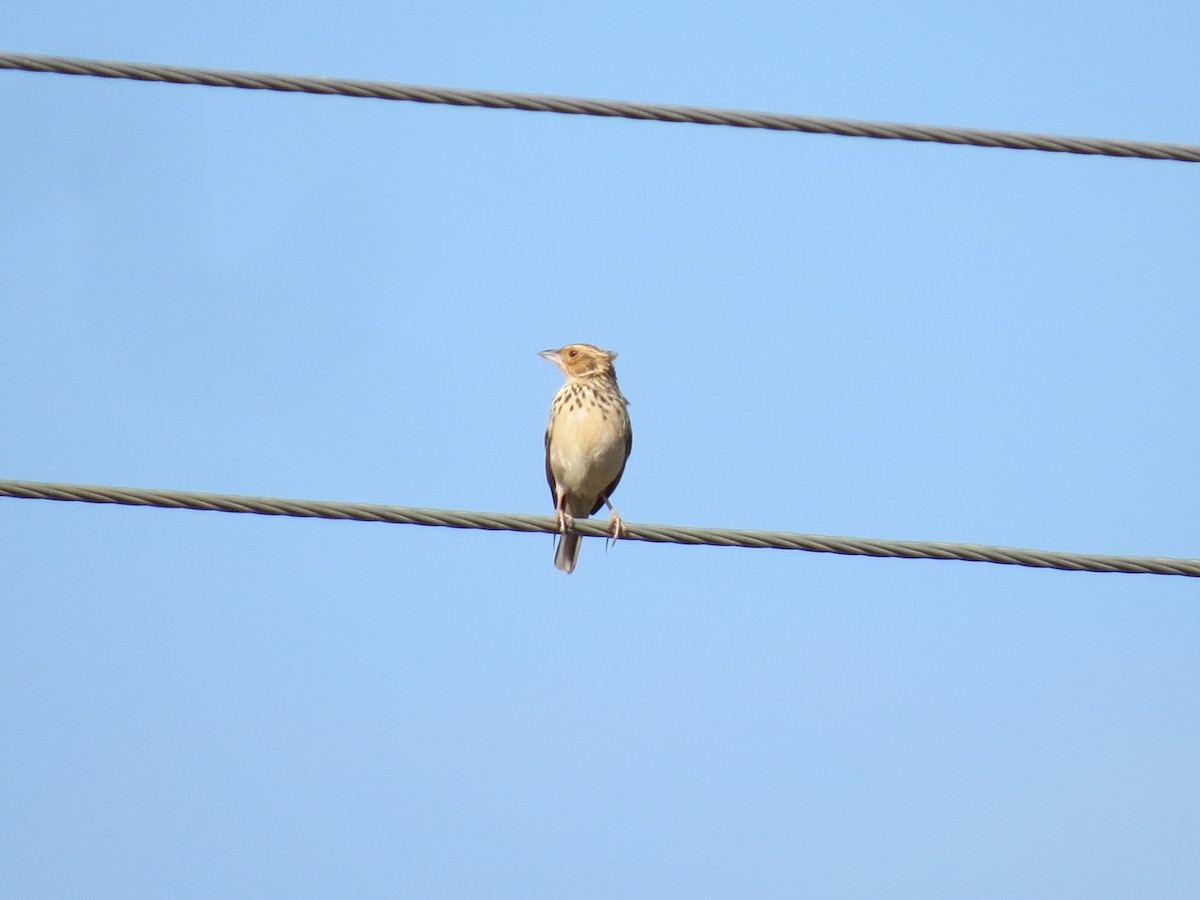 Burmese Bushlark - ML616460262