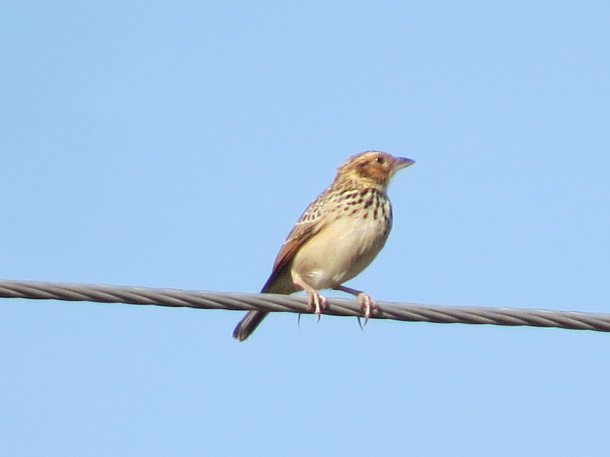 Burmese Bushlark - ML616460263