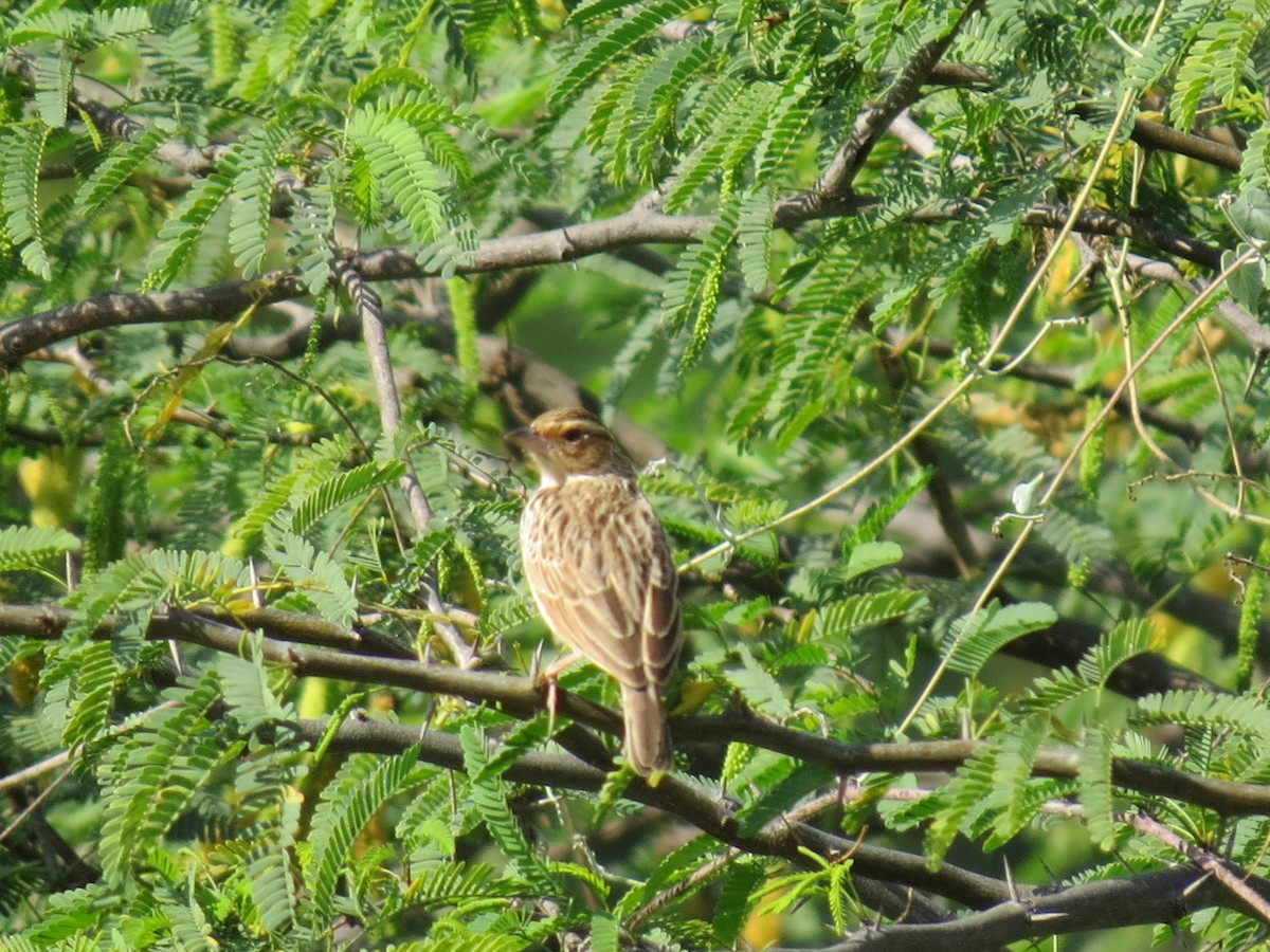 Burmese Bushlark - ML616460266