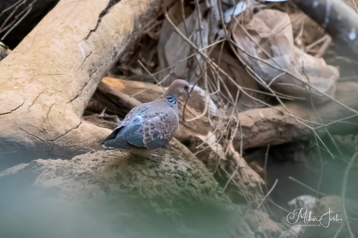 Oriental Turtle-Dove - ML616460268