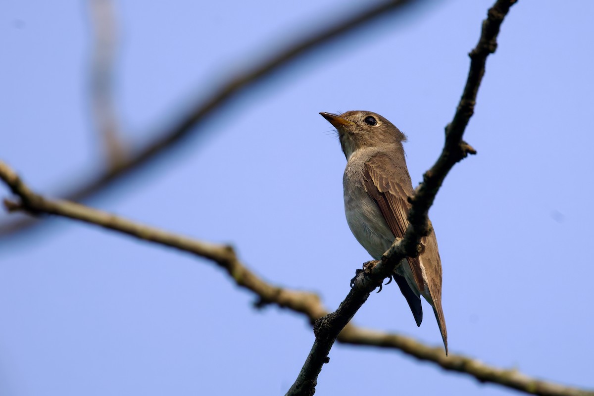 Asian Brown Flycatcher - ML616460371