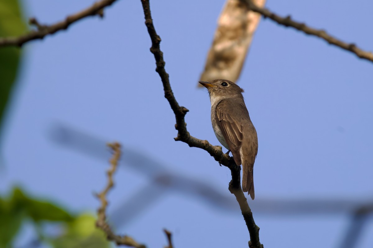 Asian Brown Flycatcher - ML616460372