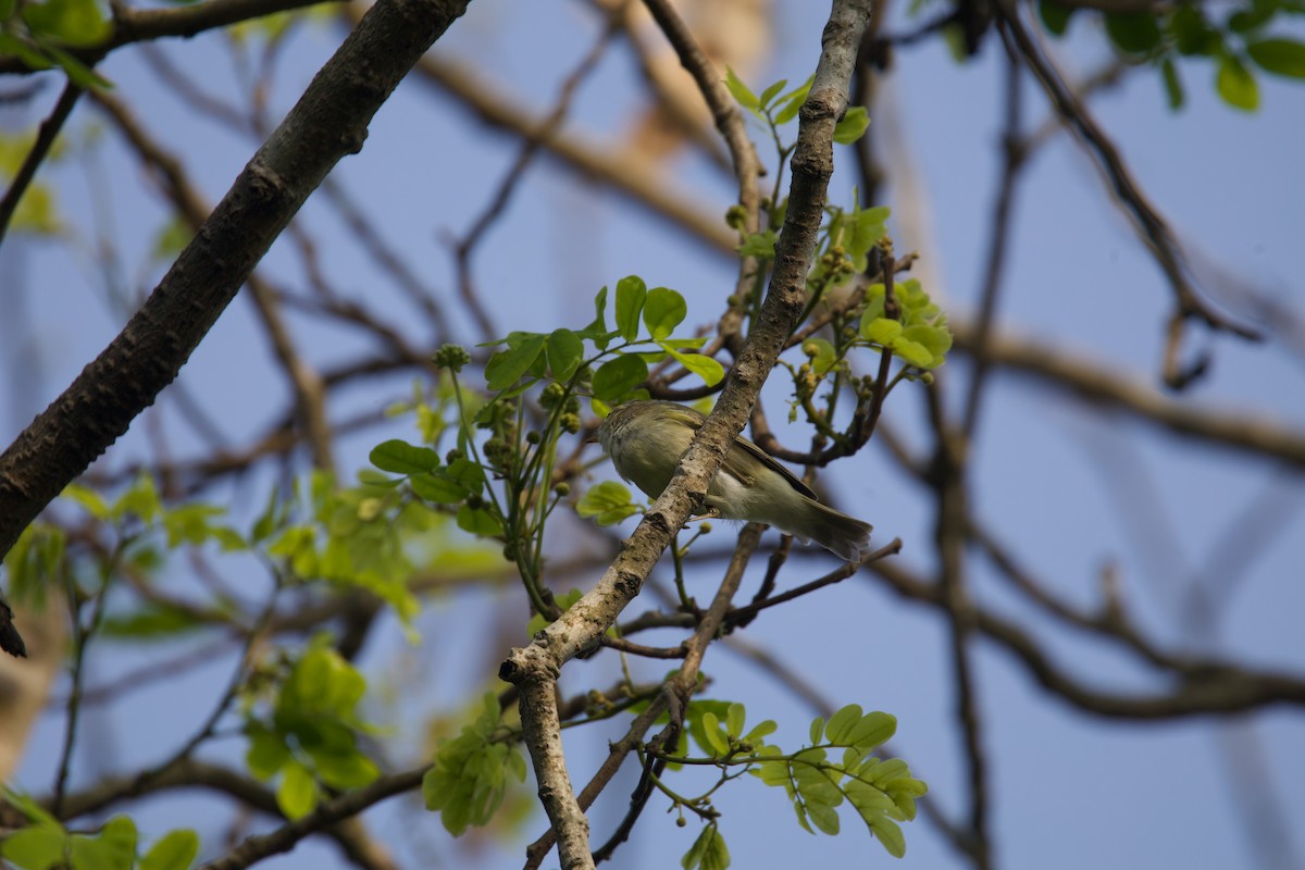 Phylloscopus sp. - ML616460374