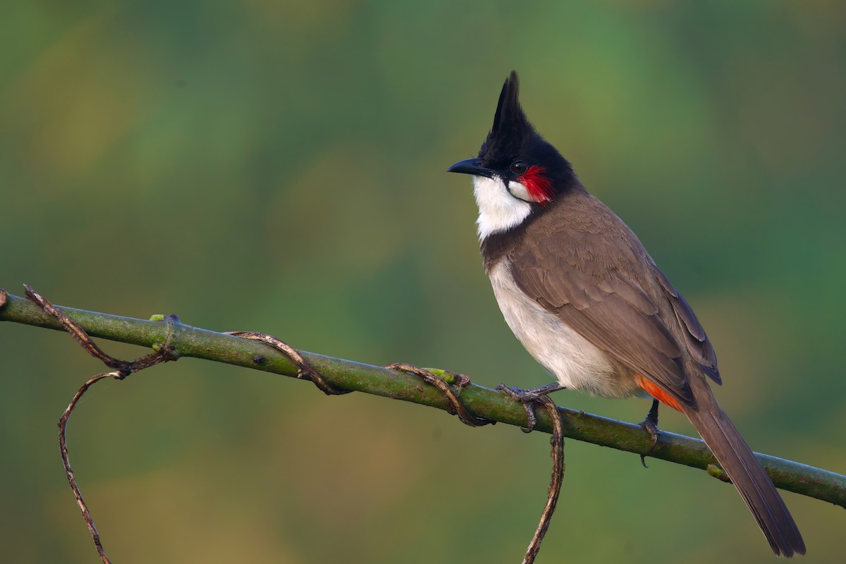 Red-whiskered Bulbul - ML616460391