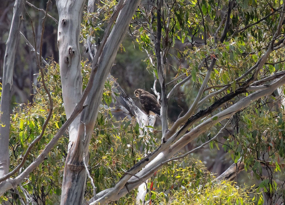 Brown Falcon - ML616460421