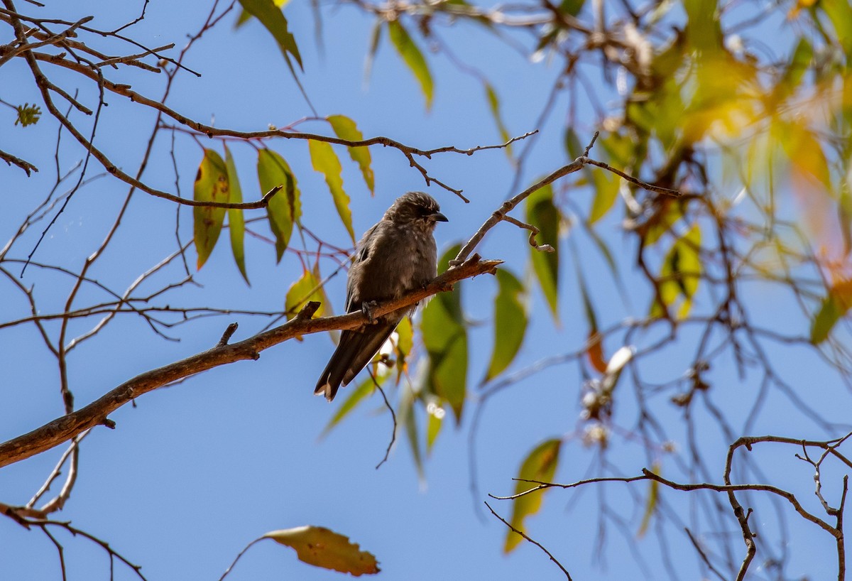 Dusky Woodswallow - ML616460426