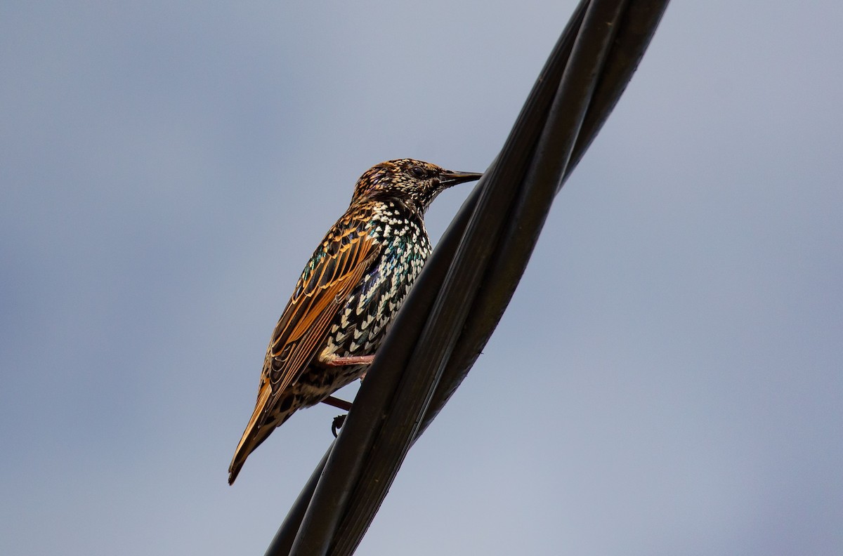 European Starling - ML616460428