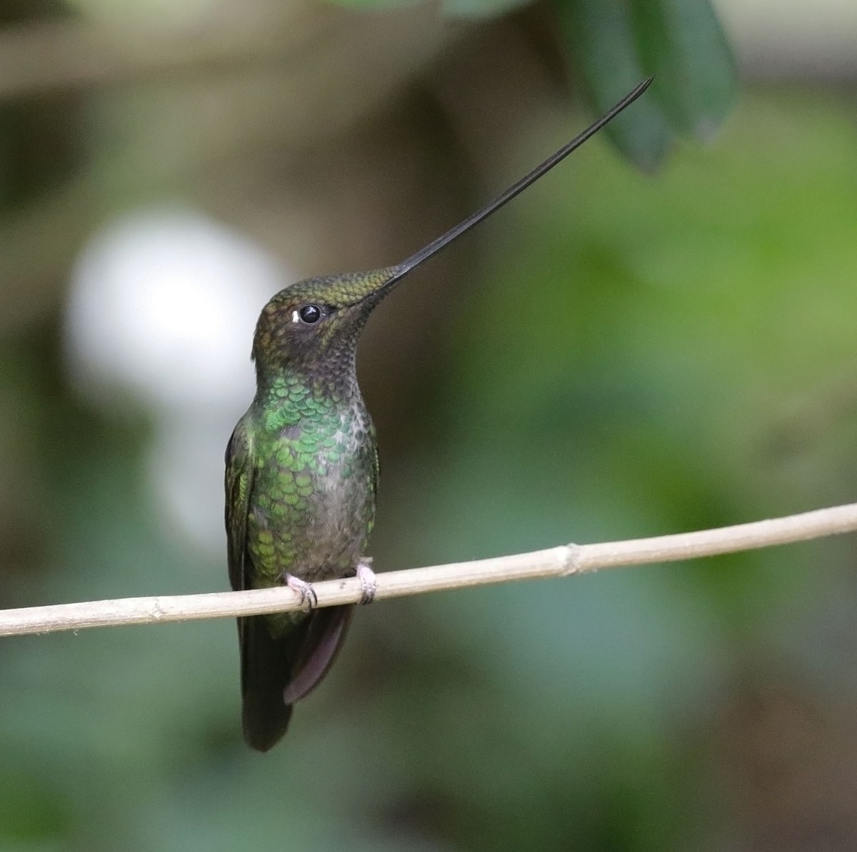 Sword-billed Hummingbird - Trevor Ellery