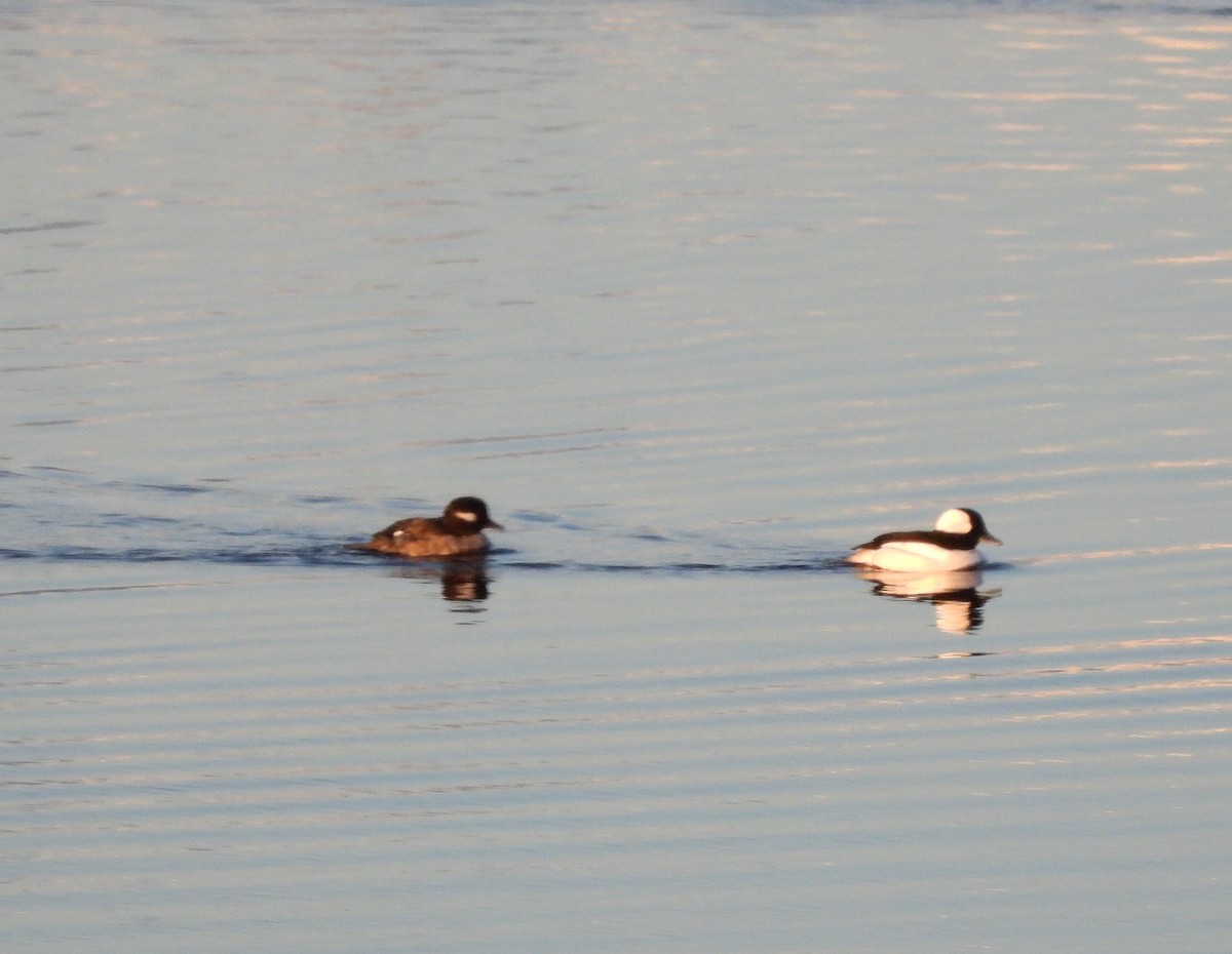 Bufflehead - ML616460474