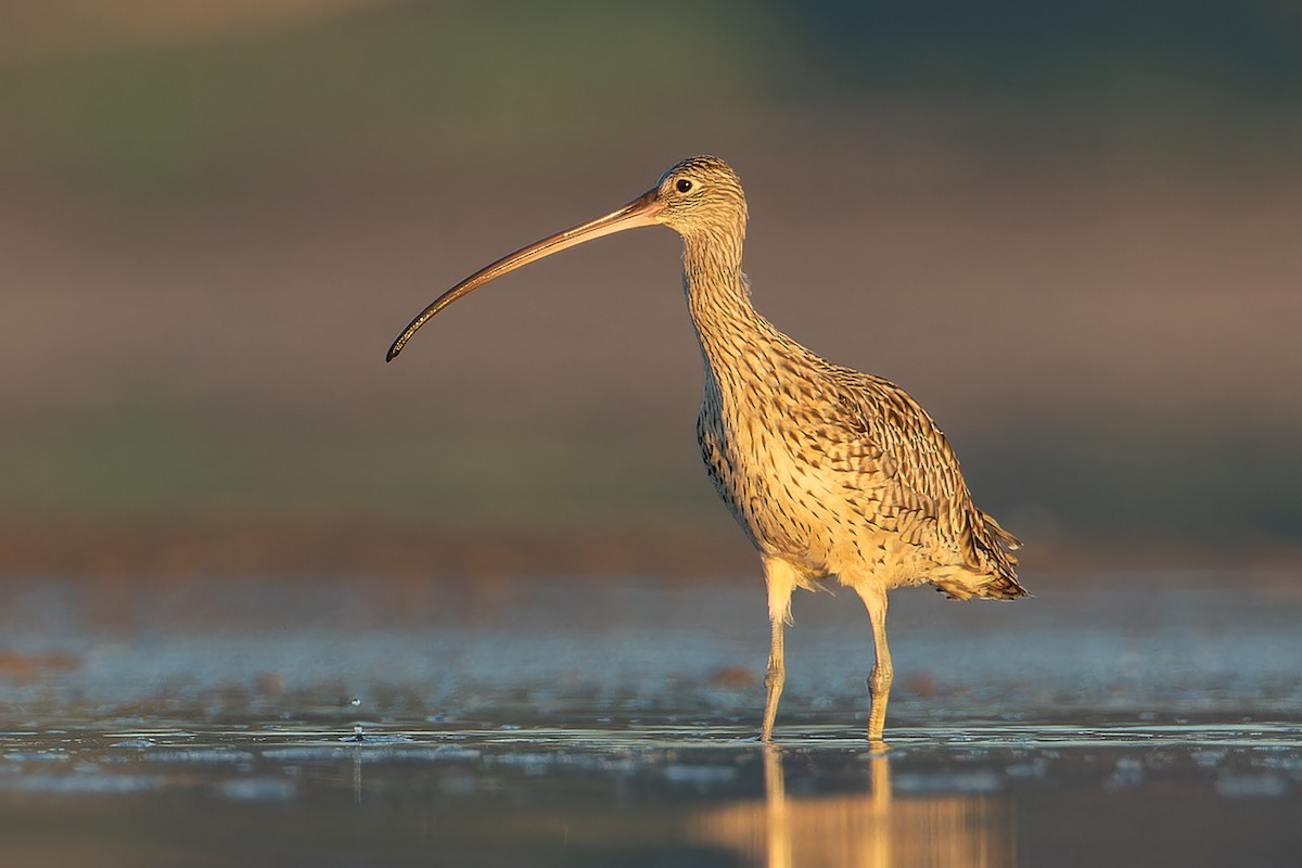 Far Eastern Curlew - Martin Potter