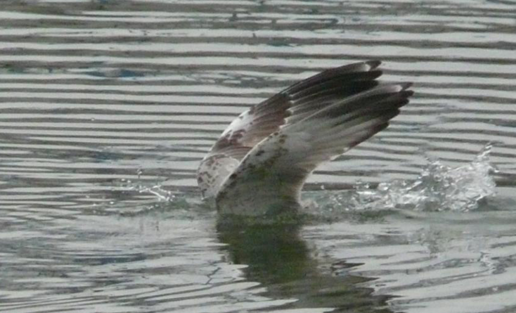 Caspian Gull - Jiří Šafránek