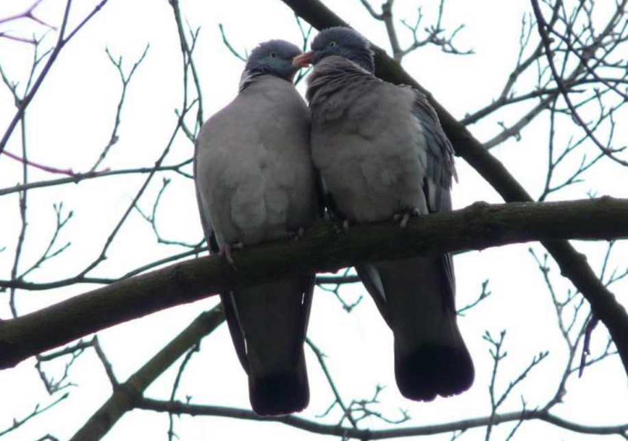 Common Wood-Pigeon - Jiří Šafránek