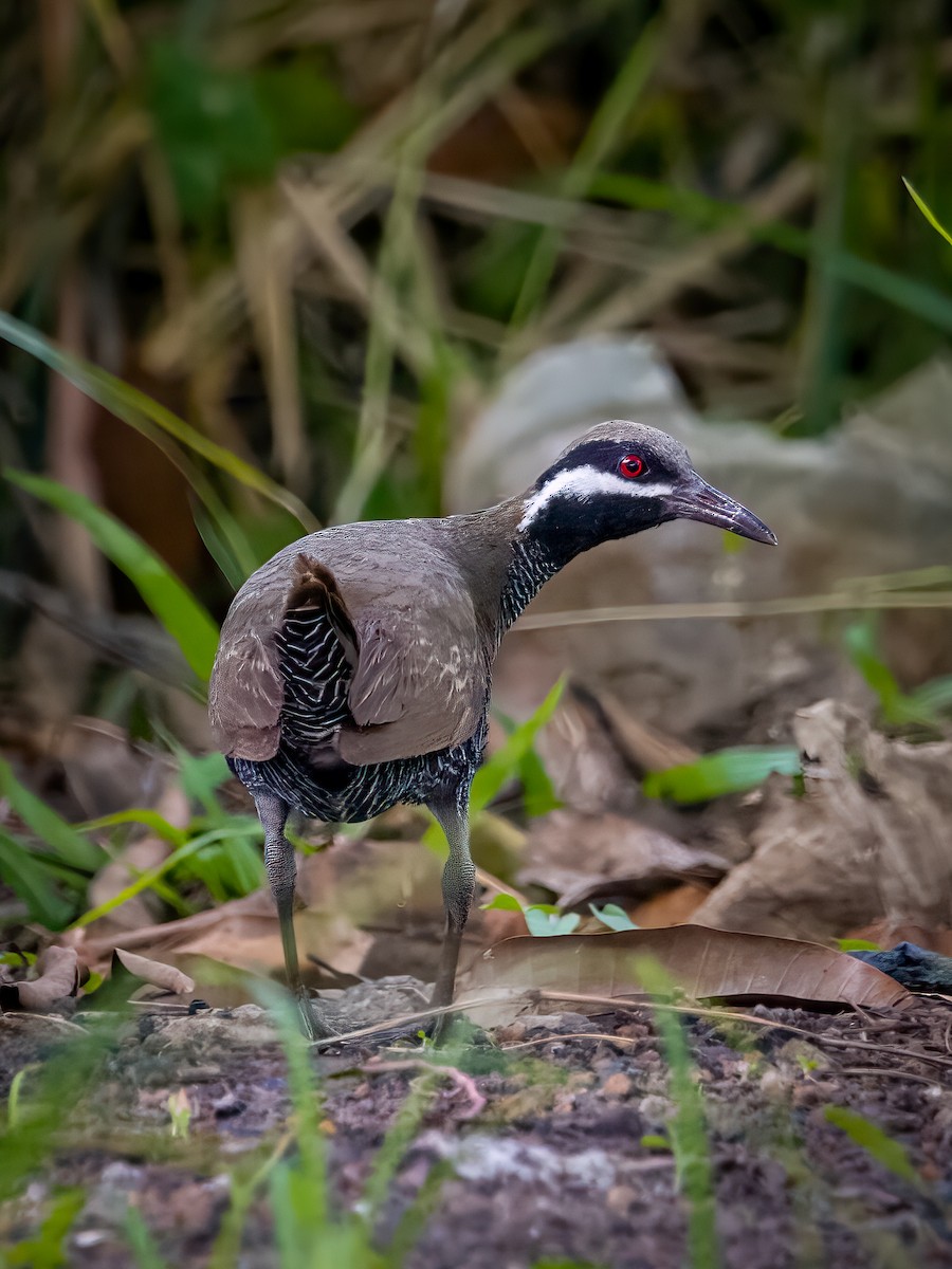 Barred Rail - Kristian Lozana