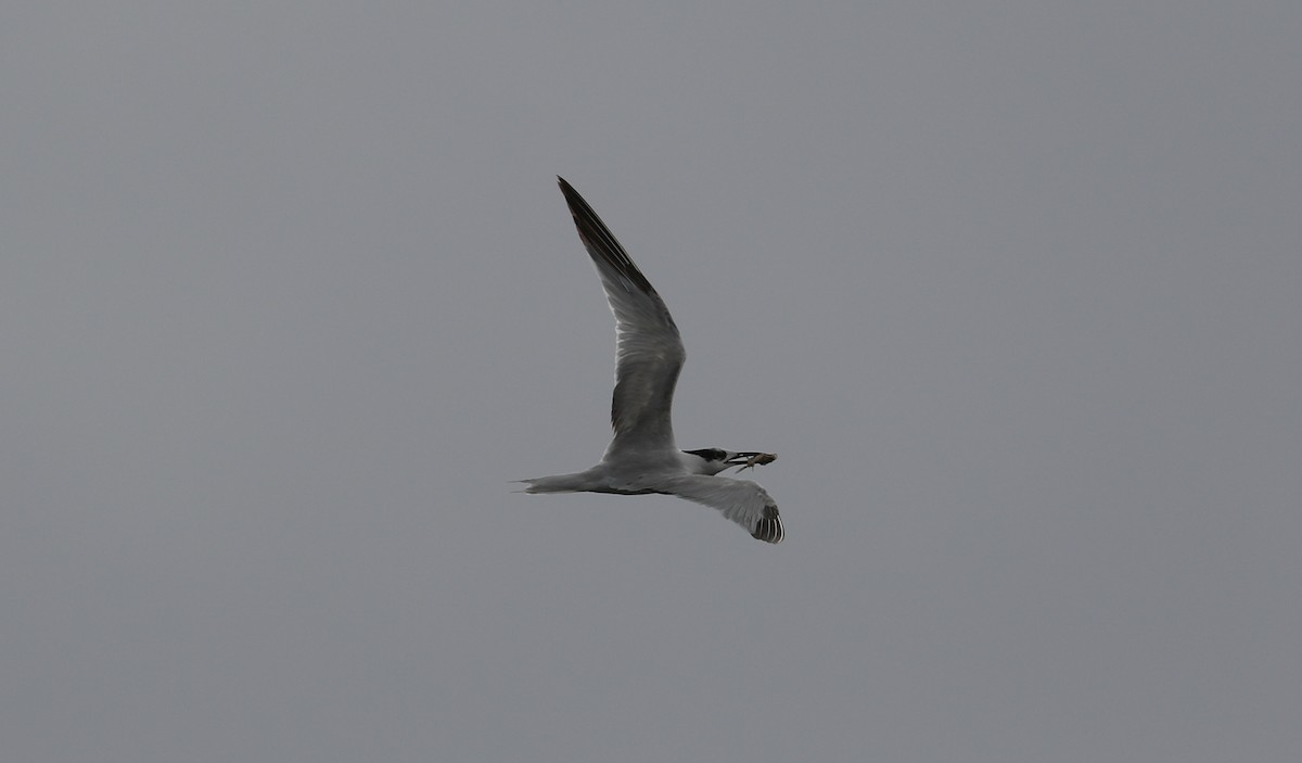 Sandwich Tern - ML616460740