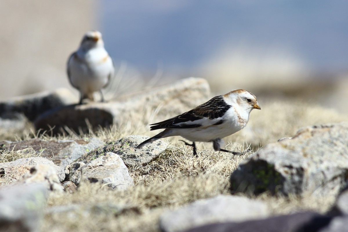 Snow Bunting - Alfredo Sánchez Galán