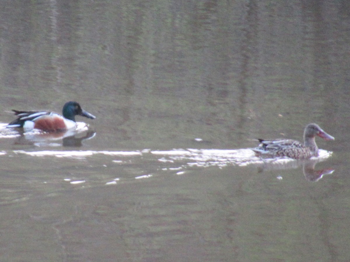 Northern Shoveler - ML616460775