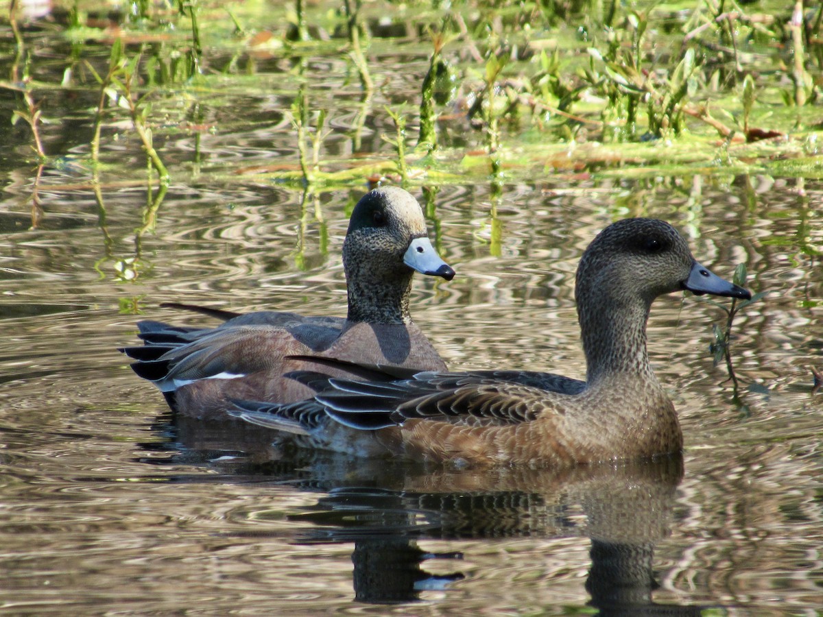 American Wigeon - ML616460827