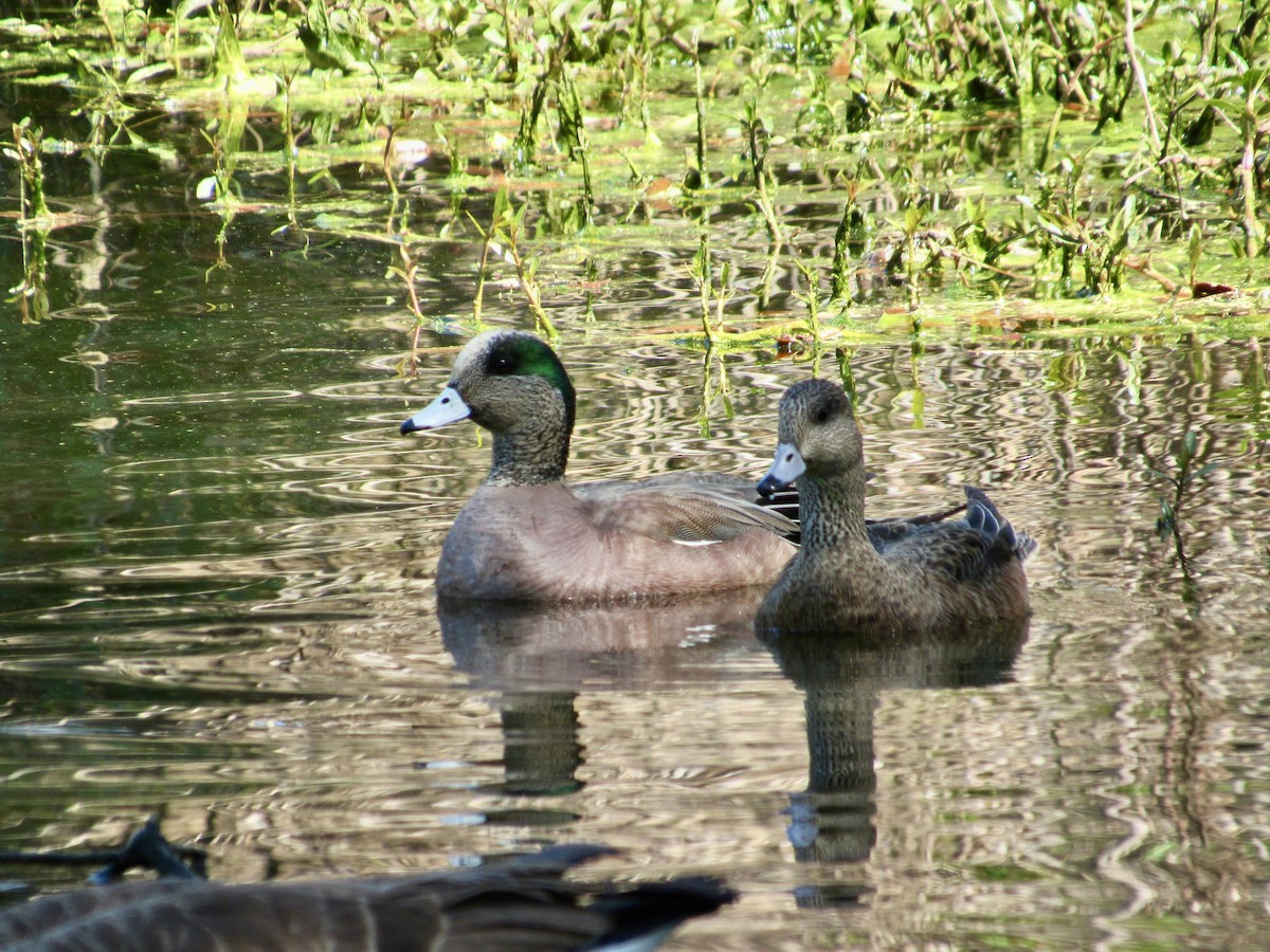 American Wigeon - ML616460829