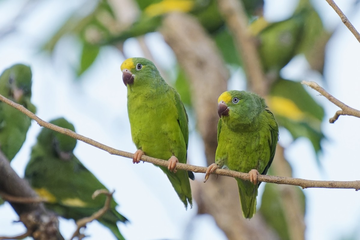 キボウシミドリインコ - ML616460833