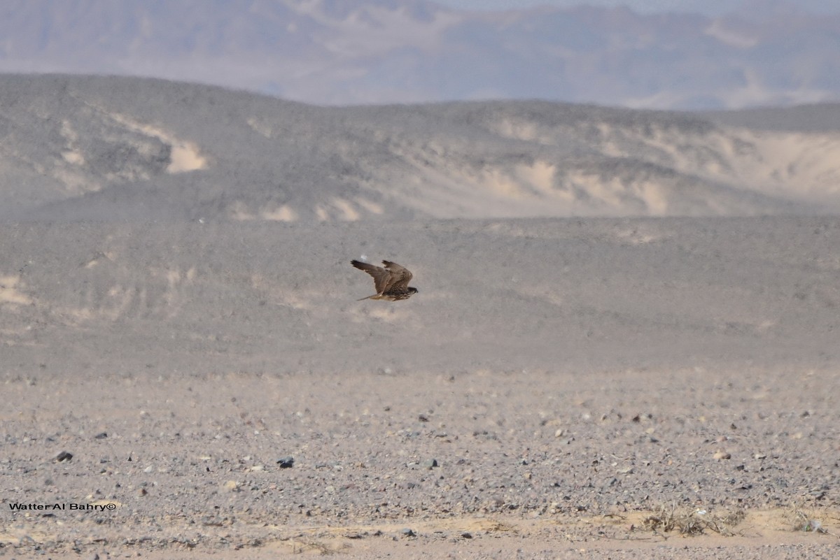 Lanner Falcon - ML616460929