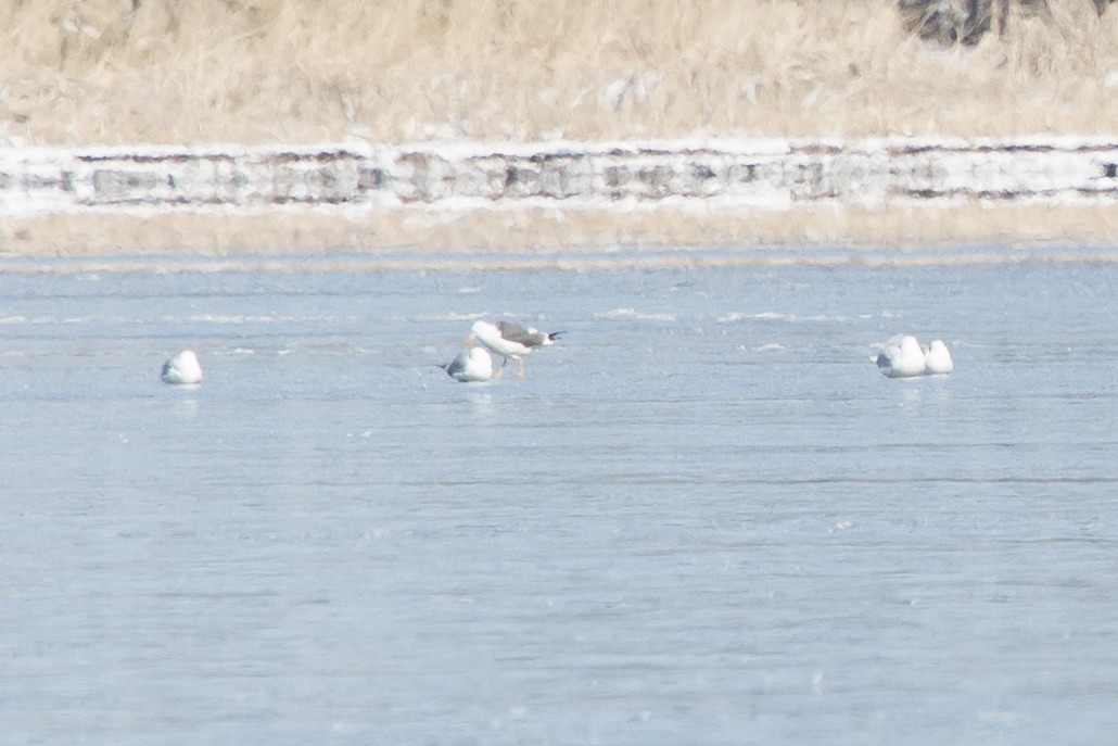 Lesser Black-backed Gull - Jean-Sébastien Mayer