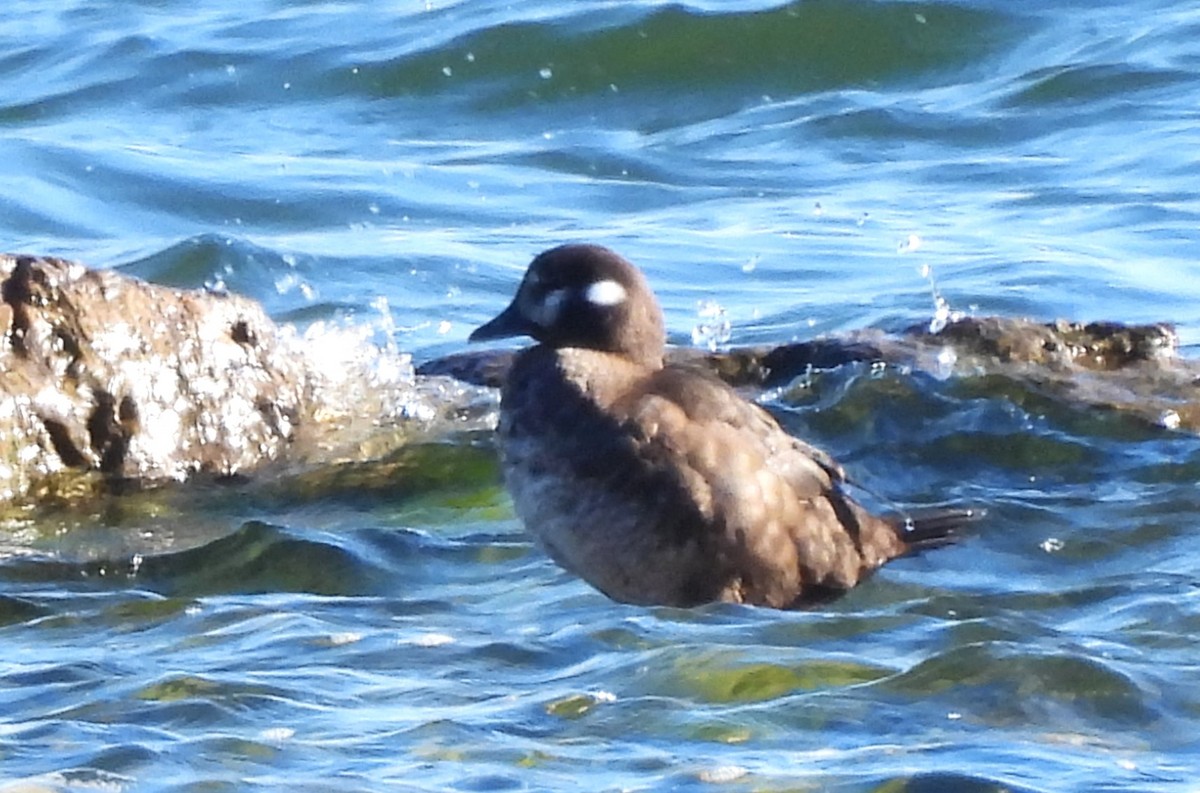 Harlequin Duck - ML616460964