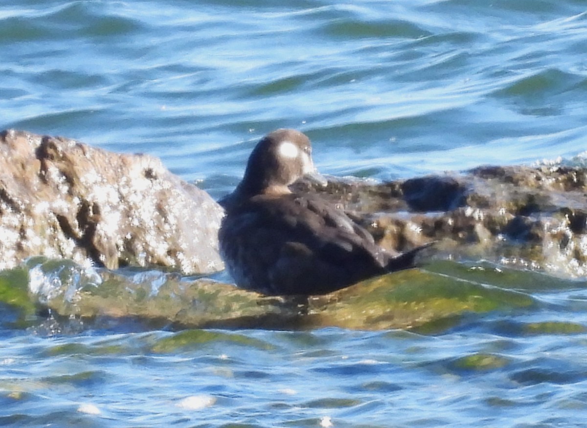 Harlequin Duck - ML616460965