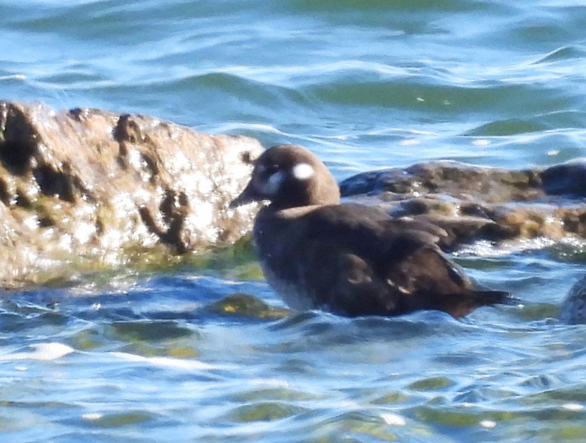 Harlequin Duck - ML616460966