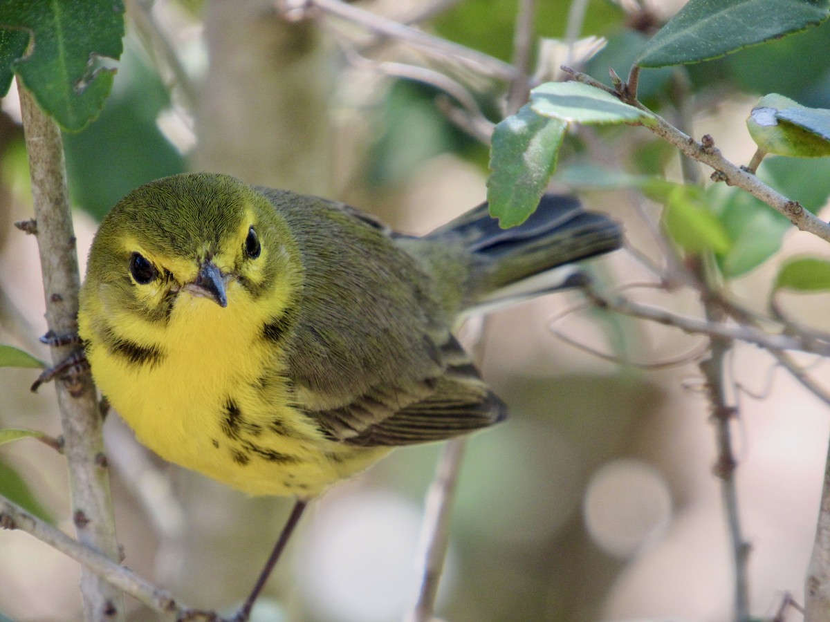 Prairie Warbler - Elizabeth Gordon