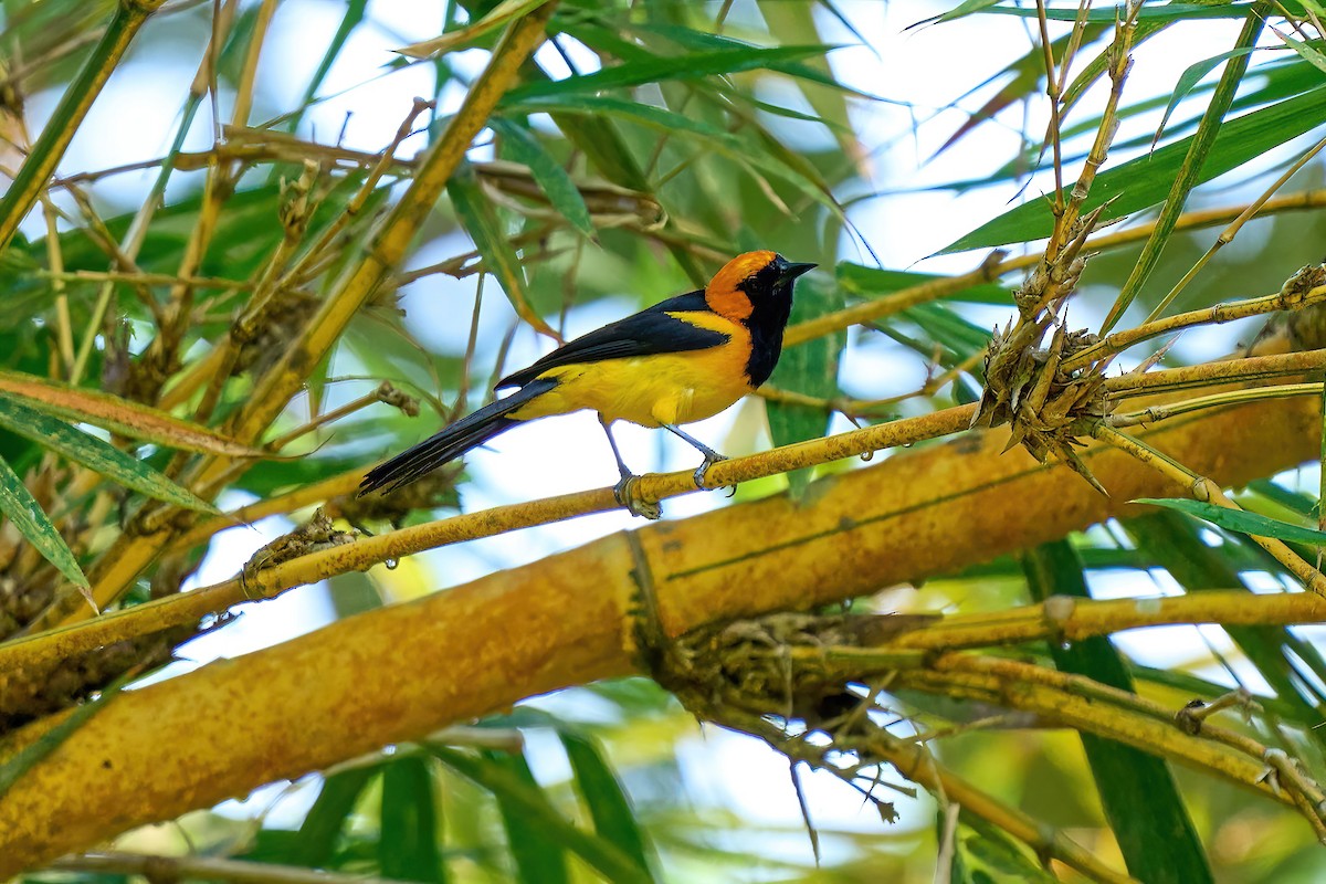 Oriole à tête d'or - ML616460987