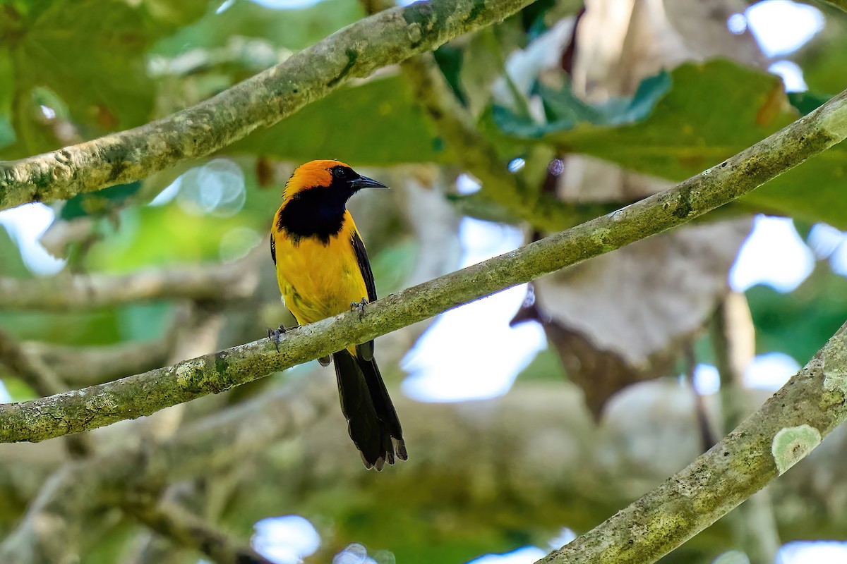 Oriole à tête d'or - ML616460988