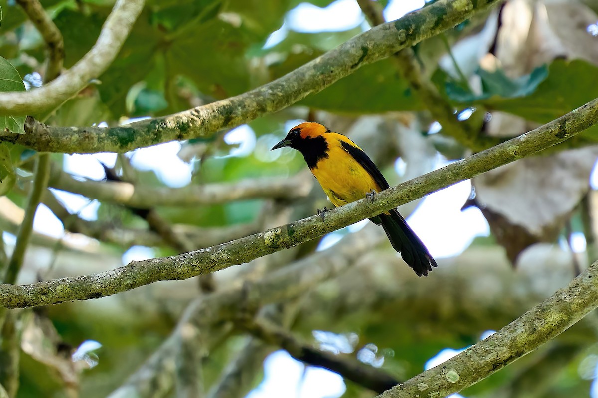 Oriole à tête d'or - ML616460990