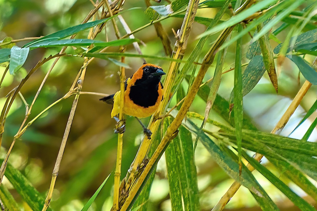 Oriole à tête d'or - ML616460991