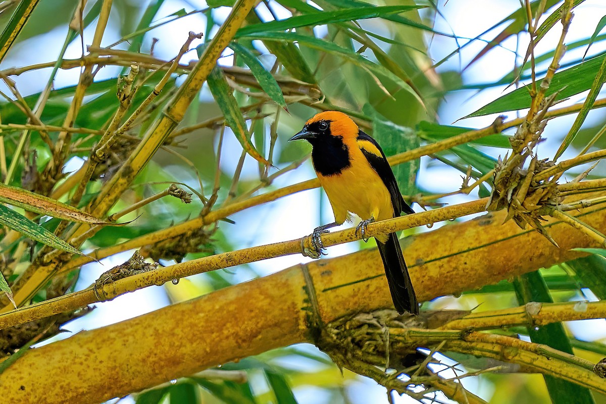 Oriole à tête d'or - ML616460992